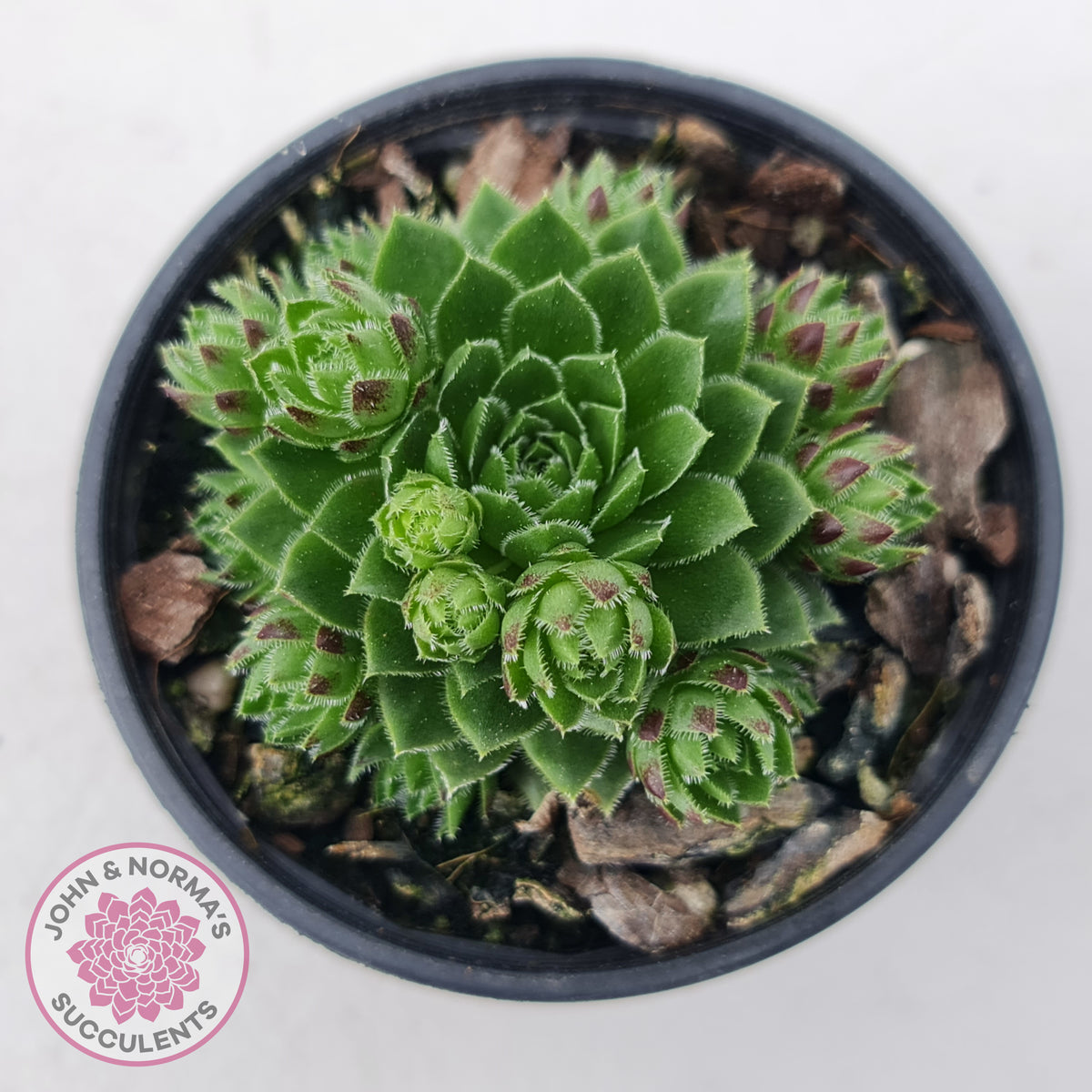 Jovibarba globifera subsp. hirta var. pressiona