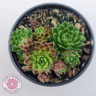 Jovibarba globifera subsp. hirta var. pressiona