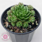 Jovibarba globifera subsp. hirta var. pressiona