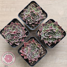 Jovibarba heuffelii 'Aphrodite'