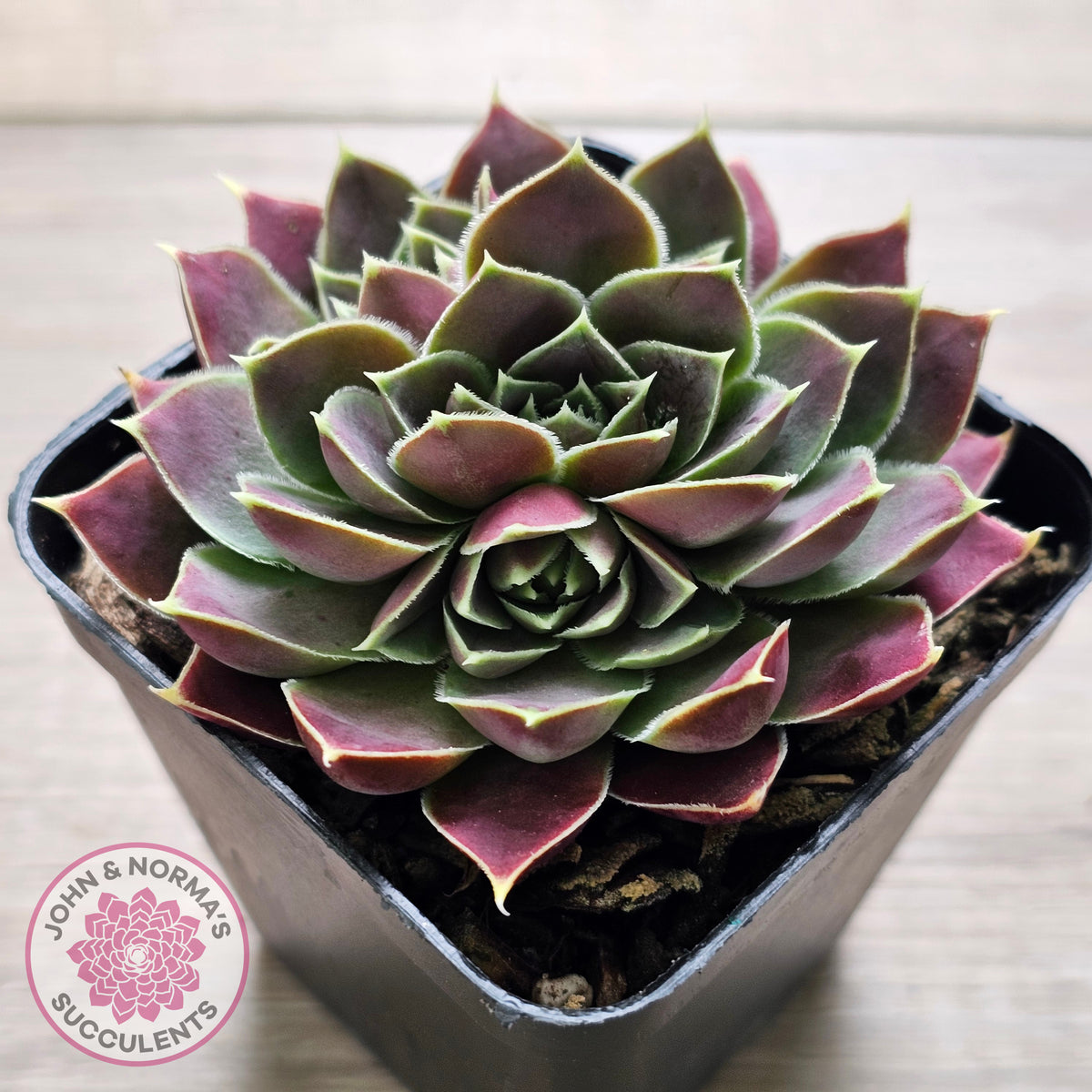 Jovibarba heuffelii 'Aphrodite'