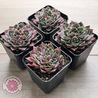 Jovibarba heuffelii 'Aphrodite'