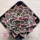 Jovibarba heuffelii 'Aphrodite'