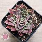 Jovibarba heuffelii 'Aphrodite'