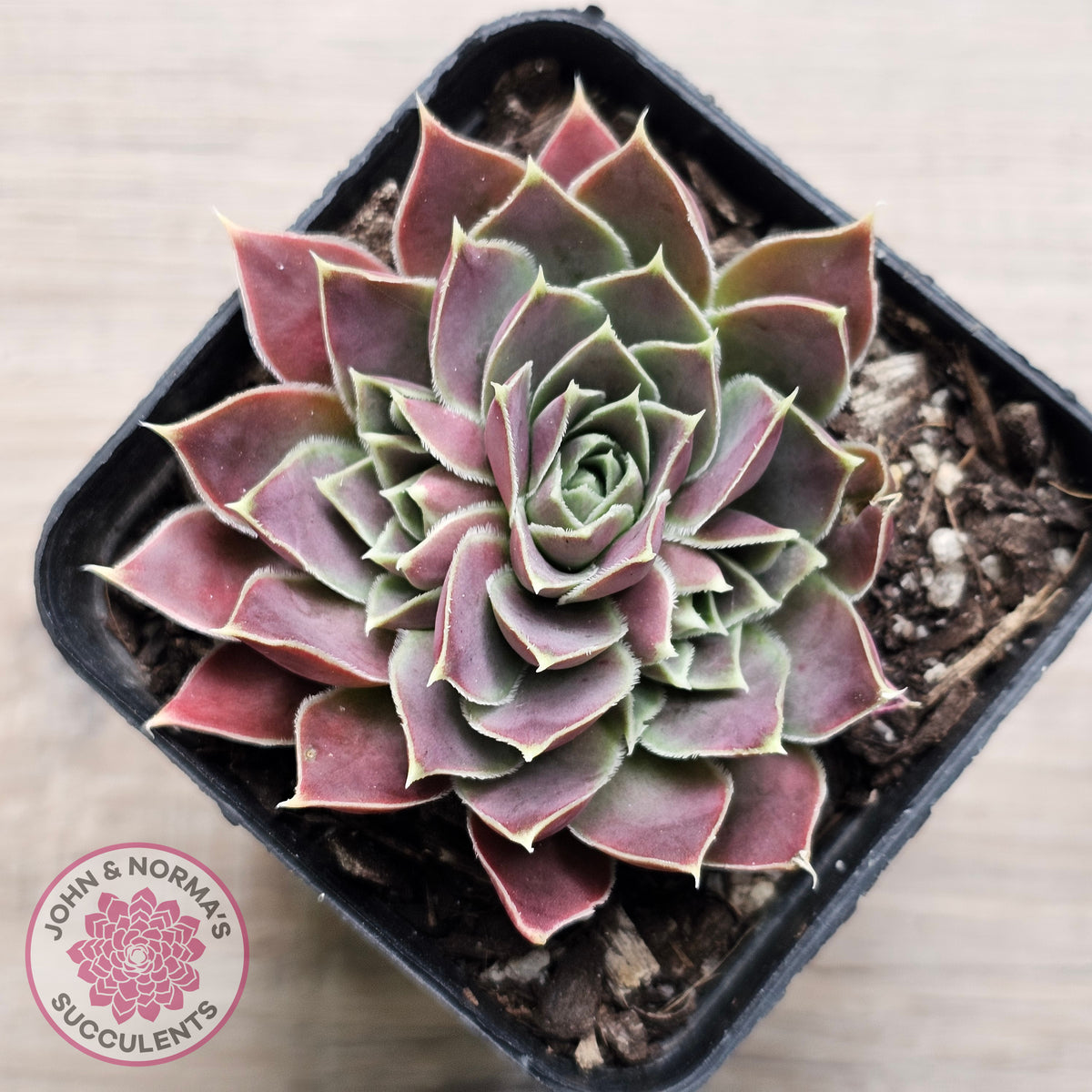 Jovibarba heuffelii 'Aphrodite'