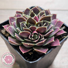 Jovibarba heuffelii 'Aphrodite'