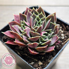 Jovibarba heuffelii 'Aphrodite'