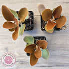 Kalanchoe 'Copper Spoons'