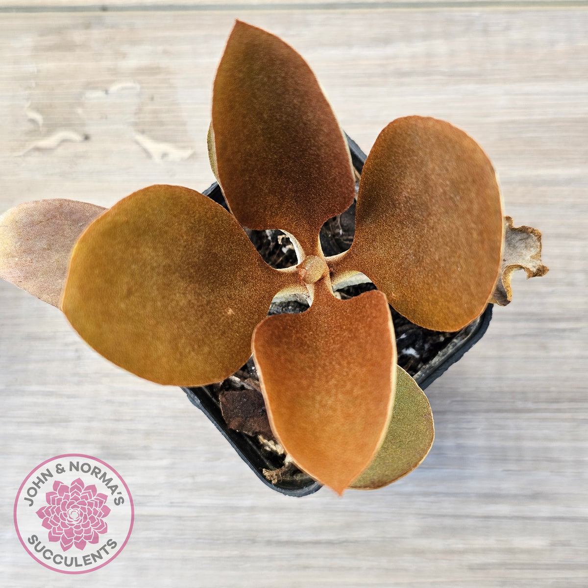 Kalanchoe 'Copper Spoons'
