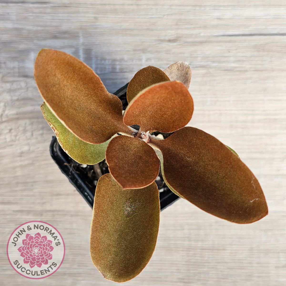 Kalanchoe 'Copper Spoons'