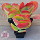Kalanchoe Flapjack