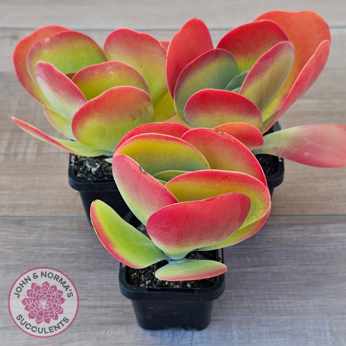 Kalanchoe Flapjack