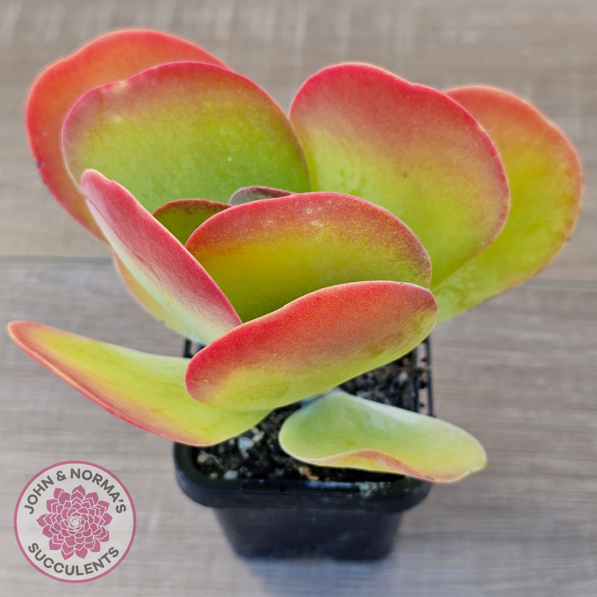 Kalanchoe Flapjack