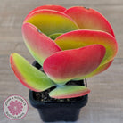 Kalanchoe Flapjack
