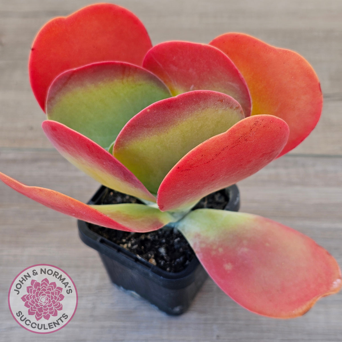 Kalanchoe Flapjack