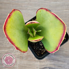 Kalanchoe 'Gremlin'