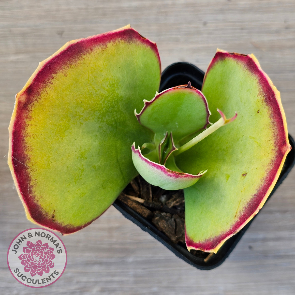 Kalanchoe 'Gremlin'