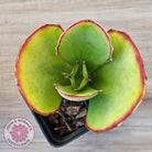 Kalanchoe 'Gremlin'