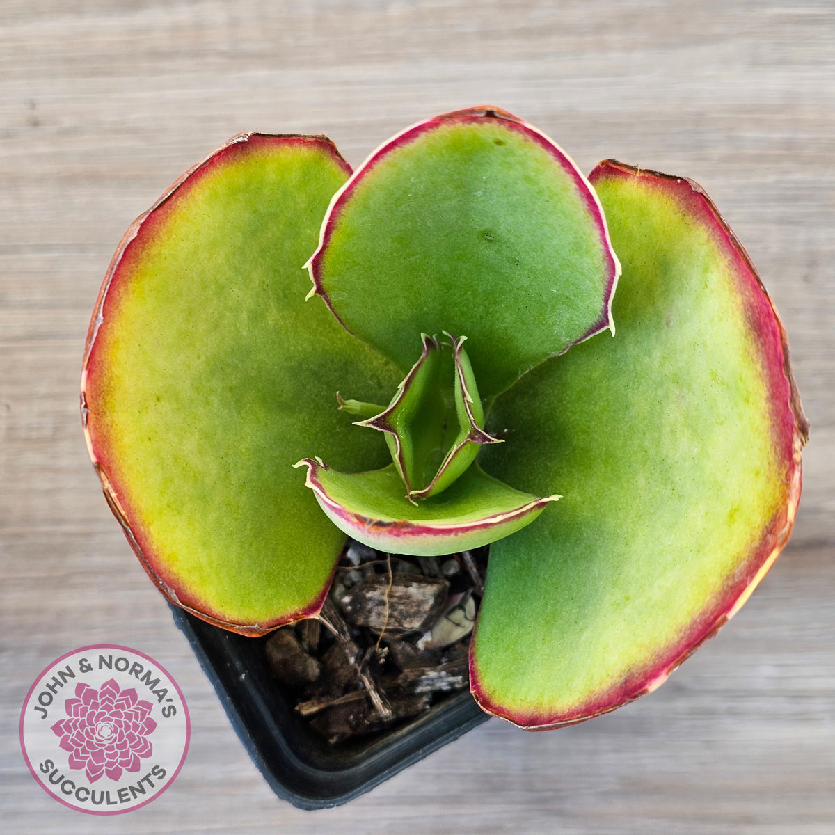 Kalanchoe 'Gremlin'