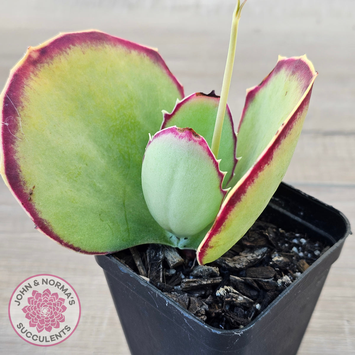 Kalanchoe 'Gremlin'