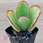 Kalanchoe 'Gremlin'