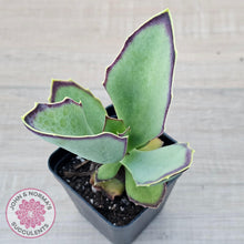 Load image into Gallery viewer, Kalanchoe &#39;Gremlin&#39; - John &amp; Norma&#39;s Succulents Australia
