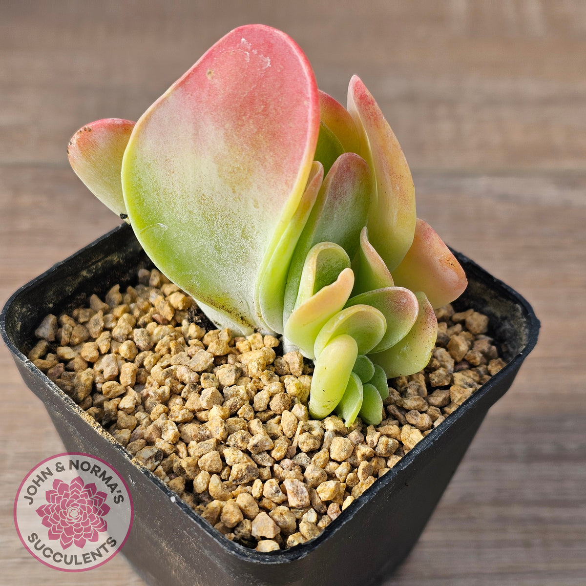 Kalanchoe 'Lady Finger'