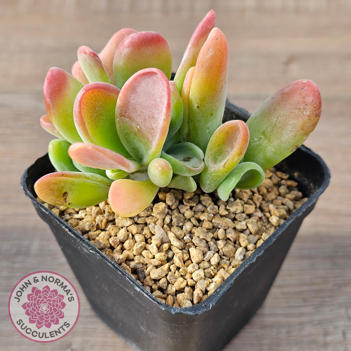 Kalanchoe 'Lady Finger'