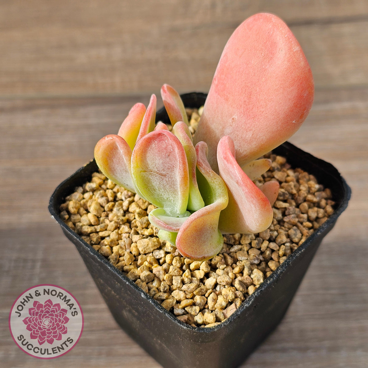 Kalanchoe 'Lady Finger'