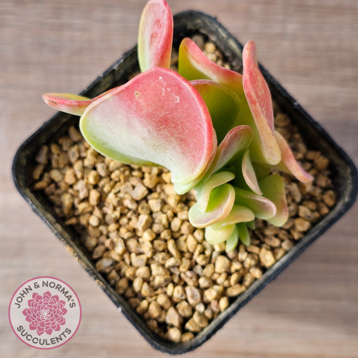 Kalanchoe 'Lady Finger'