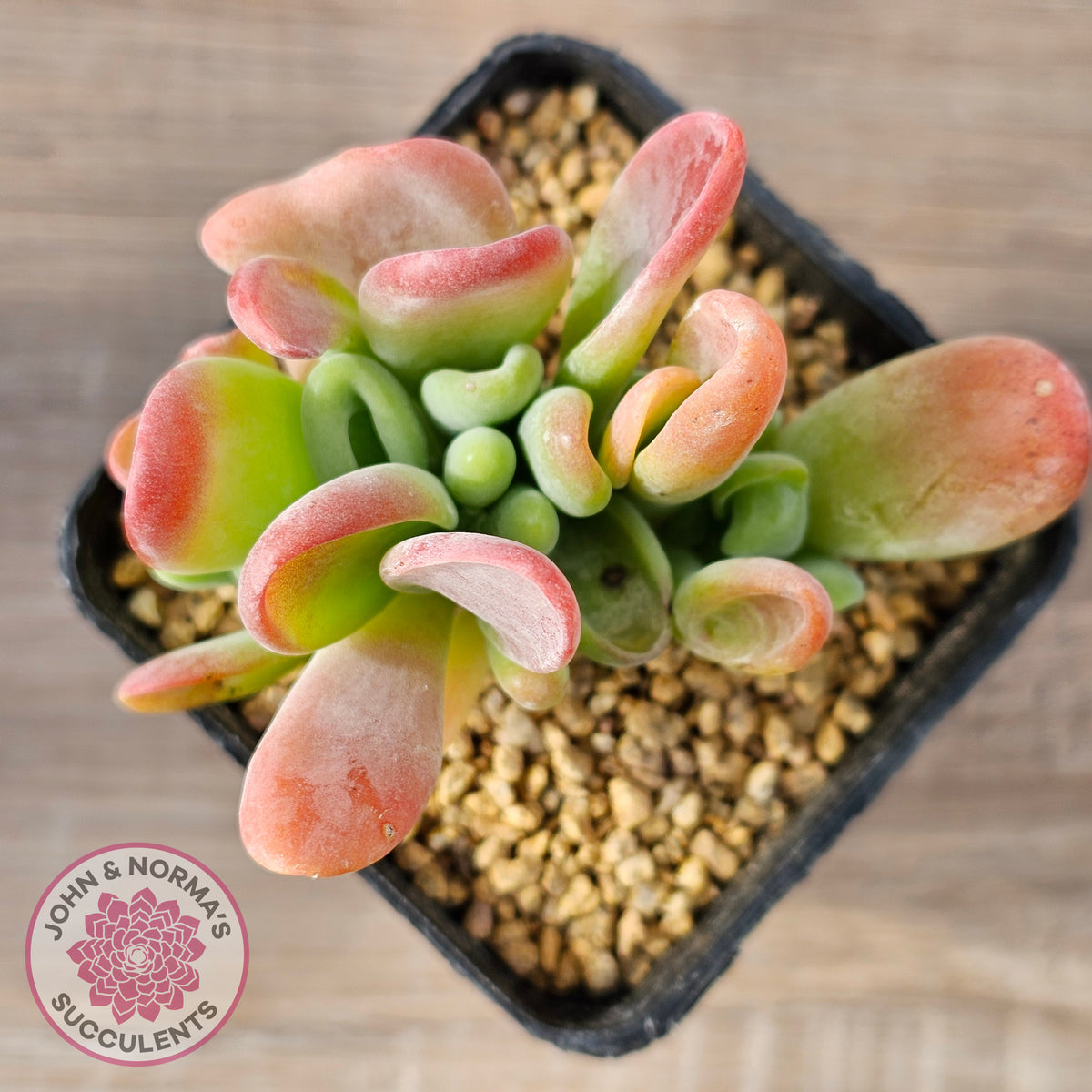 Kalanchoe 'Lady Finger'