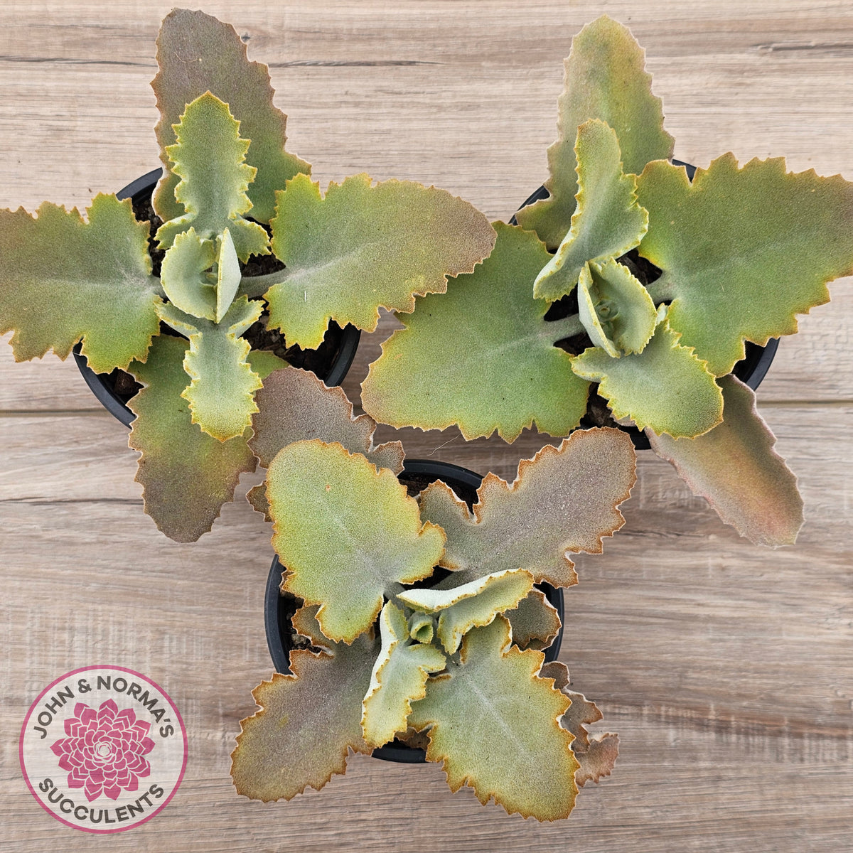 Kalanchoe 'Oak Leaf'