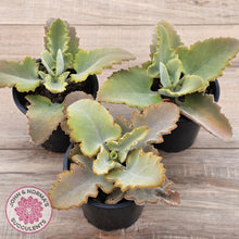 Load image into Gallery viewer, Kalanchoe &#39;Oak Leaf&#39;
