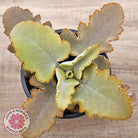 Kalanchoe 'Oak Leaf'