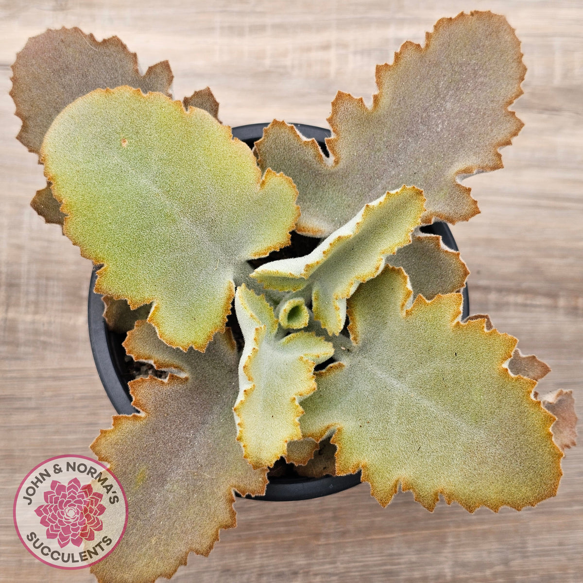 Kalanchoe 'Oak Leaf'