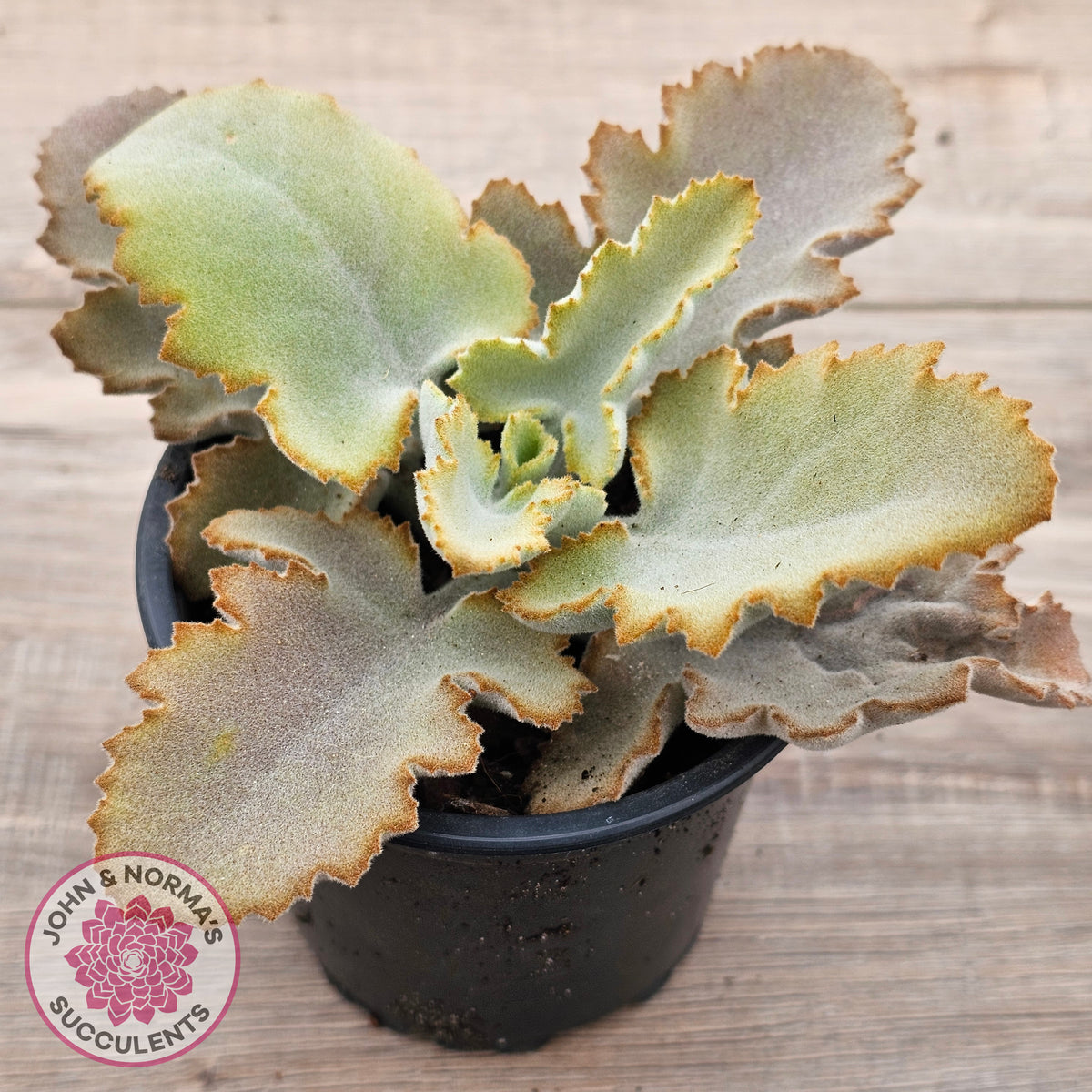 Kalanchoe 'Oak Leaf'