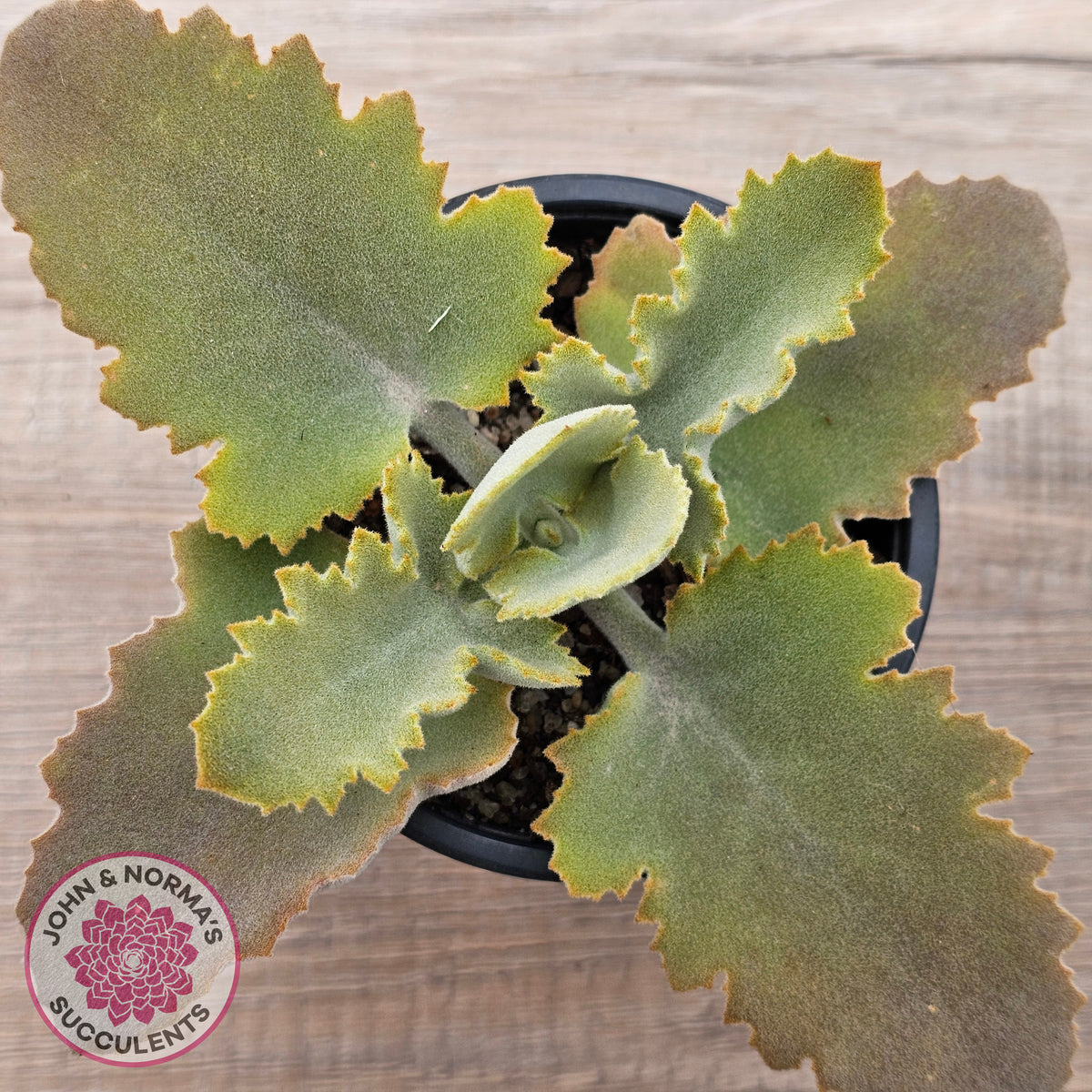 Kalanchoe 'Oak Leaf'