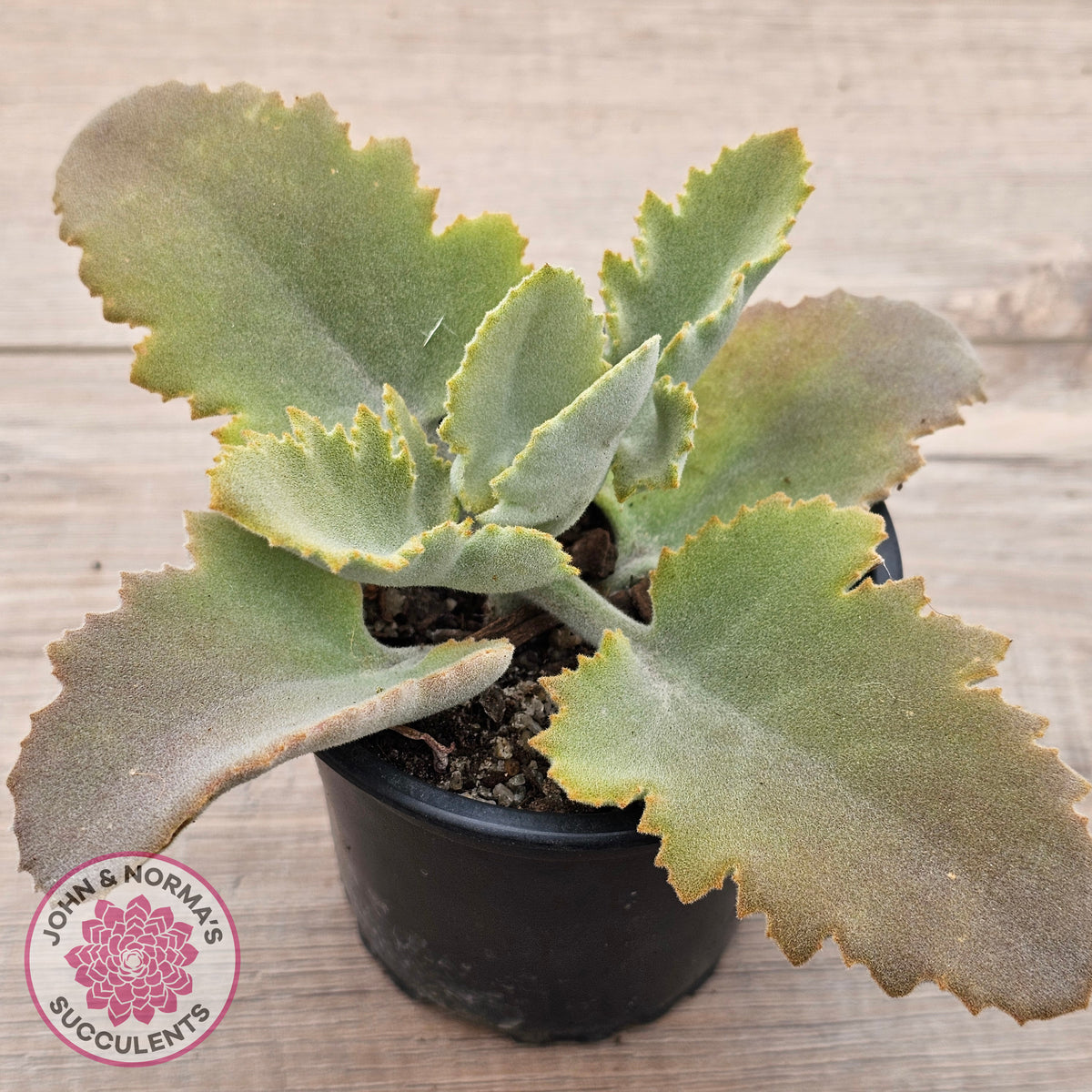 Kalanchoe 'Oak Leaf'