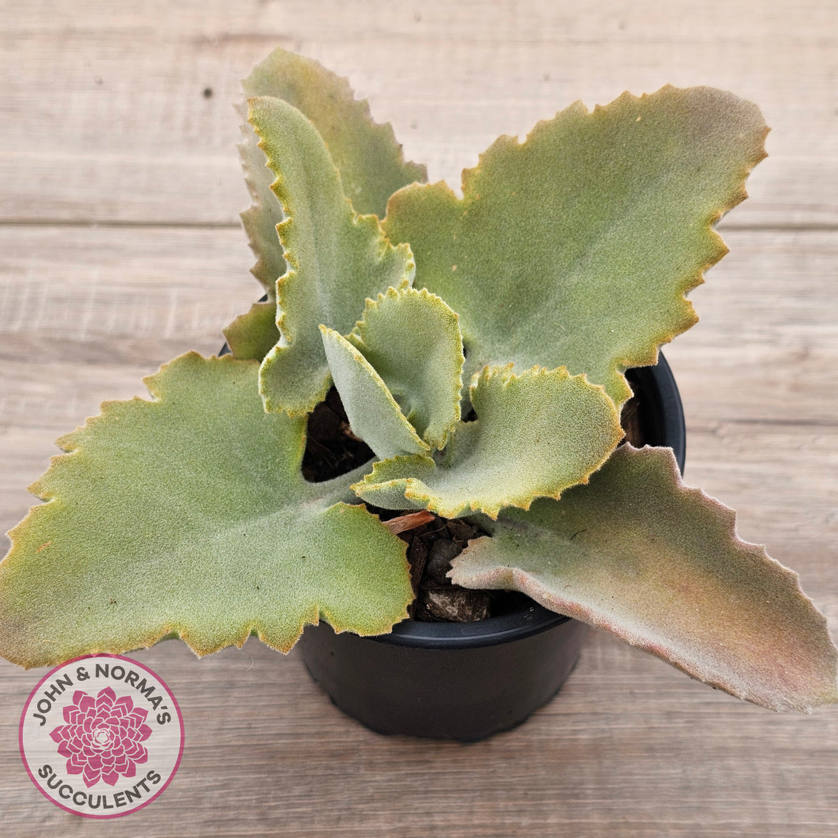 Kalanchoe 'Oak Leaf'