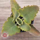 Kalanchoe 'Oak Leaf'