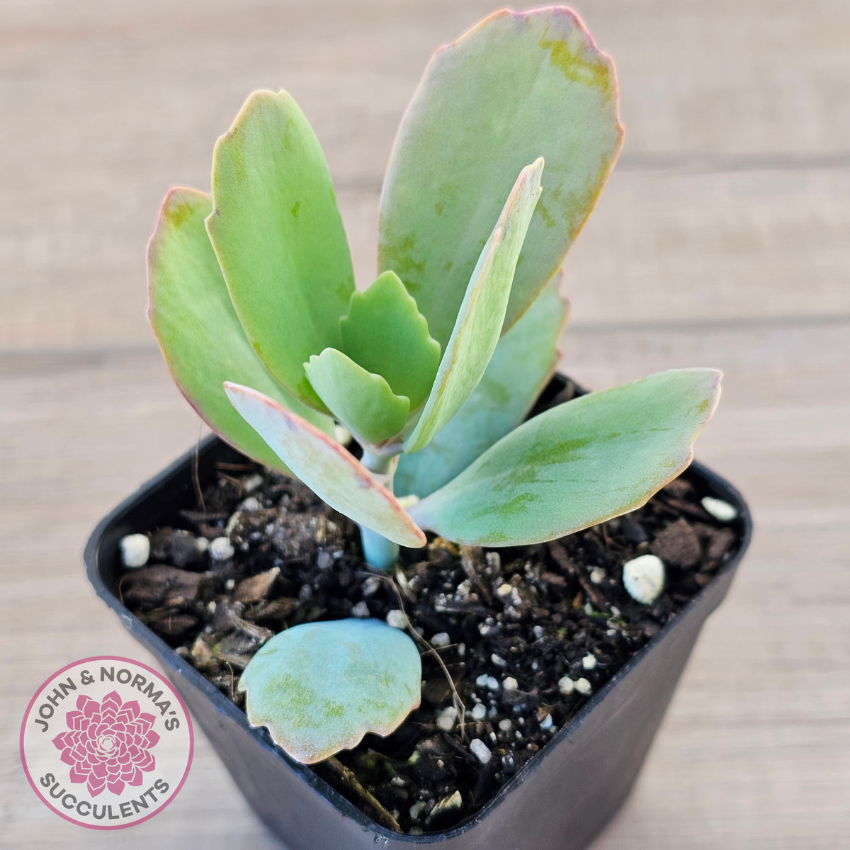 Kalanchoe prittwitzii