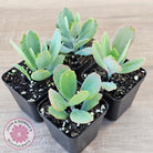 Kalanchoe prittwitzii