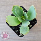 Kalanchoe prittwitzii