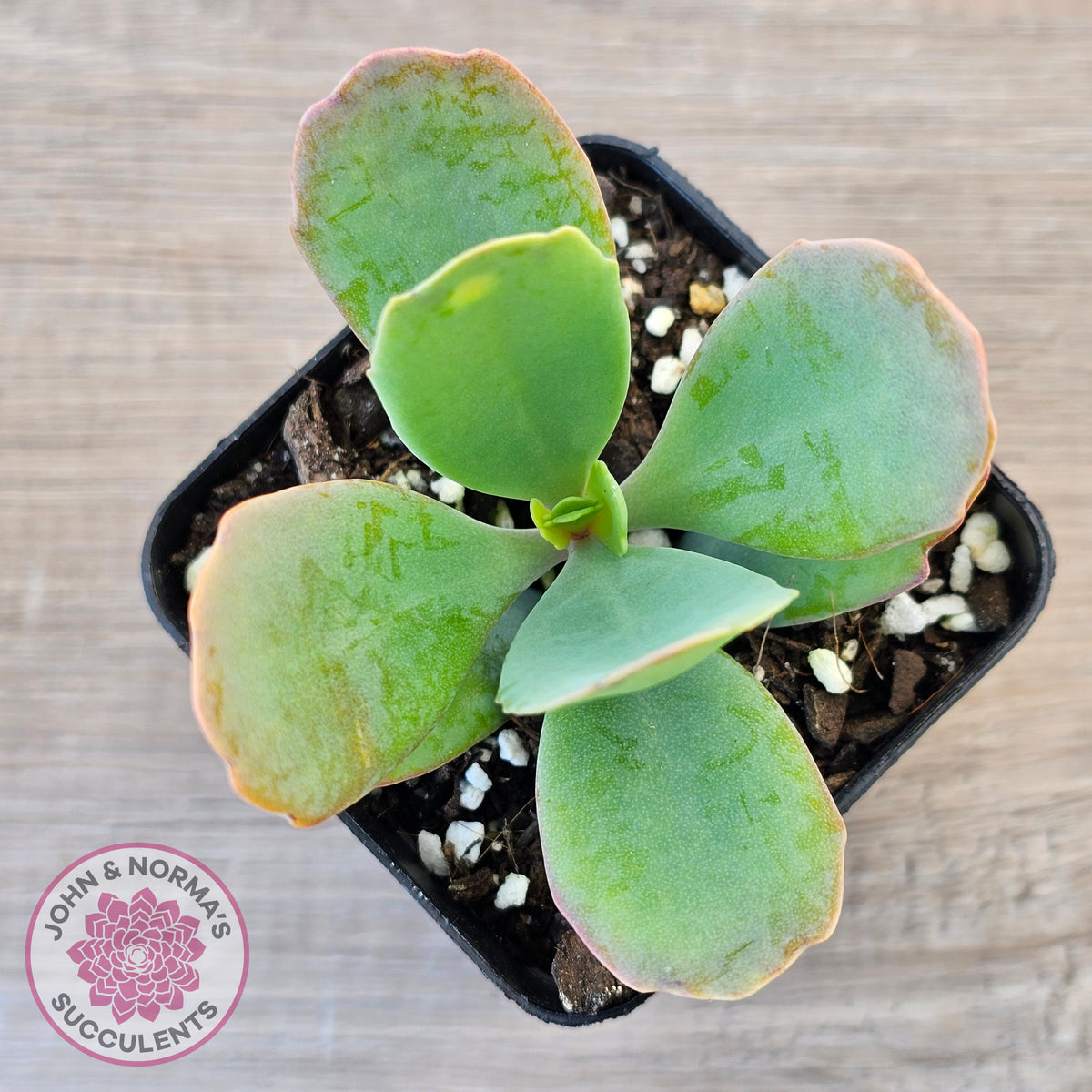 Kalanchoe prittwitzii