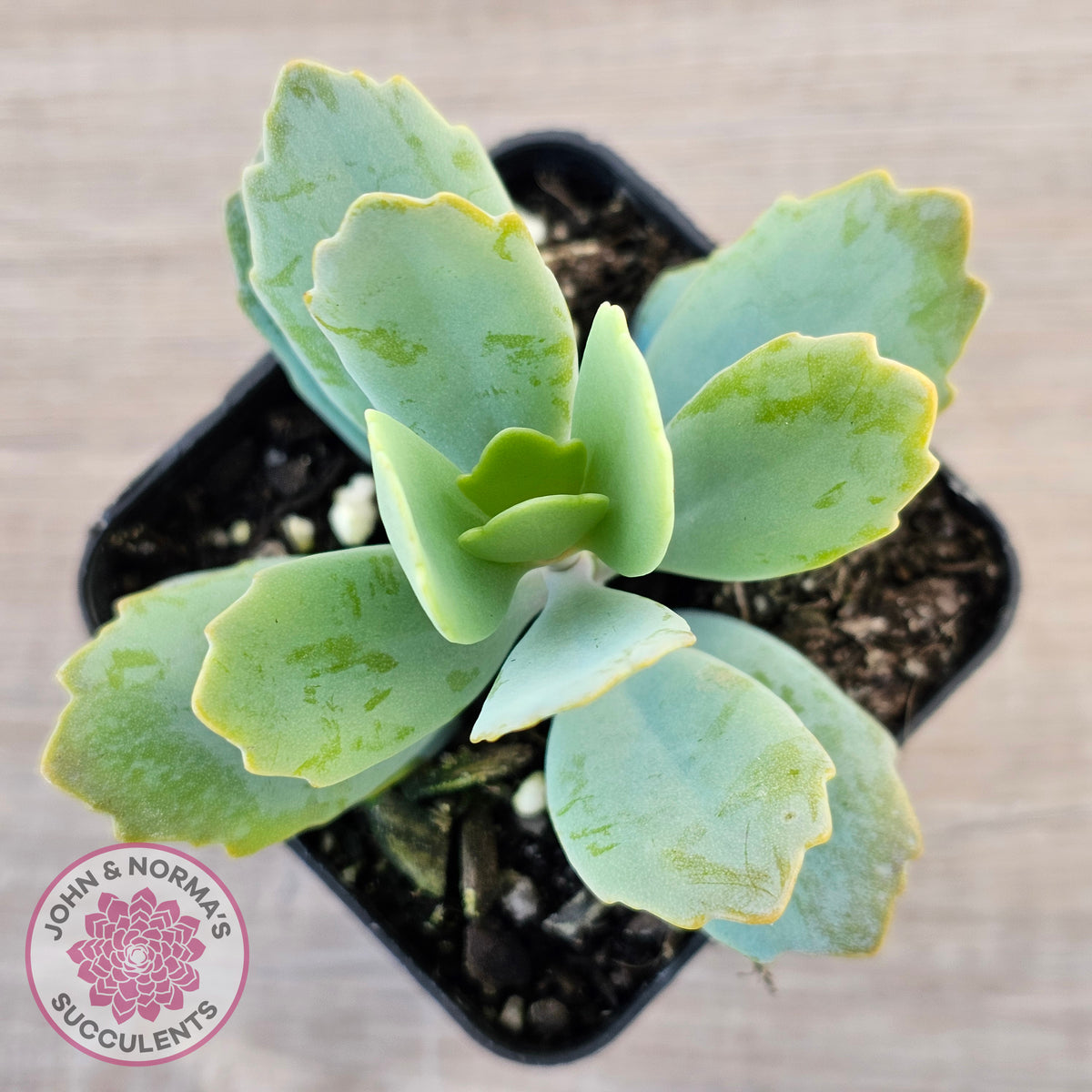 Kalanchoe prittwitzii