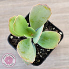Kalanchoe prittwitzii
