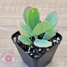 Kalanchoe prittwitzii