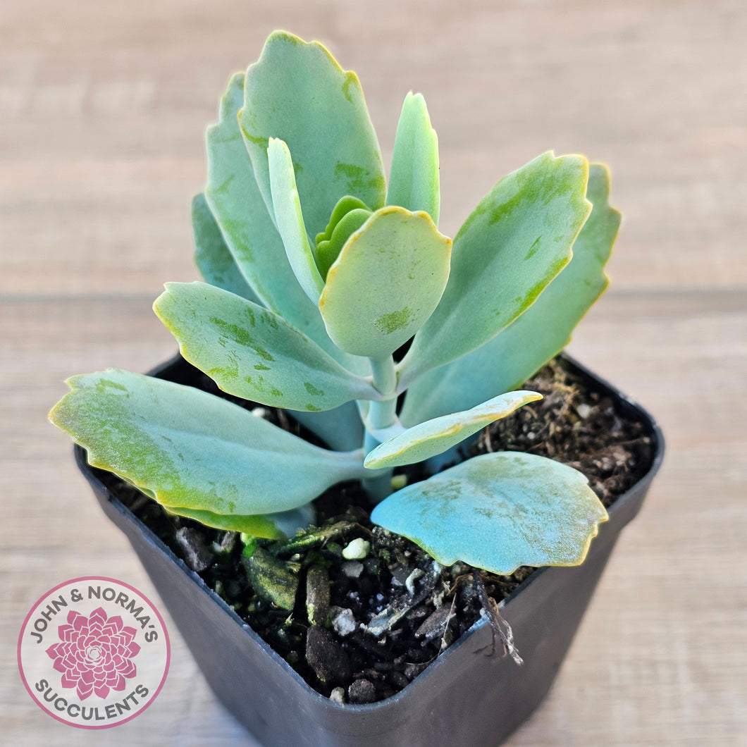 succulent flat leaves Buy Kalanchoe prittwitzii Australia