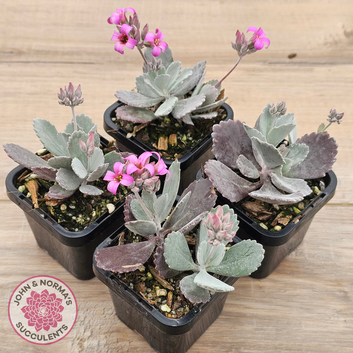 Kalanchoe Pumila