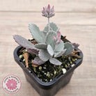Kalanchoe Pumila
